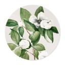 Póster ilustración botánica de una camelia simulada - Walcott - Round