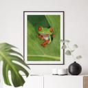 Póster Rana arborícola en la selva tropical - van Duijn