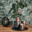 Jungle tapet mørkegrønt beige - moderne bladstruktur - Ikke-vævet tapet tropisk