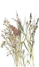 Fototapet blomster, blade blomster natur mat i hvid, rød 2,70 x 1,59m