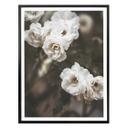 Plakat - Annie - Louise Bugnet Rose