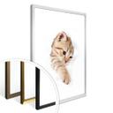 Gatito de póster en viaje de descubrimiento