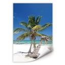 Poster autocollant - W - Palmier