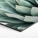 Hexagon Dibond Sisi & Seb - Succulents