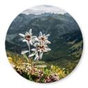Glasbillede - Hvid alpin edelweiss på bjerget