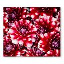 Dækplade til komfuret Red blossom splendour