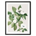 Póster ilustración botánica de una camelia falsa - Walcott