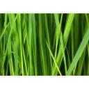 Vinilo adhesivo muebles, vinilo decorativo - lavable - Grass 02