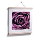 Plakat - Violet rose