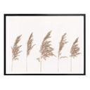 Plakat - Reed Grass