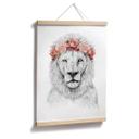 Plakat - Solti - Festival Lion