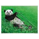 Póster Ben Heine - Panda feliz