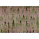 Architects Paper Papier peint photo Atelier 47 Coniferous arbres