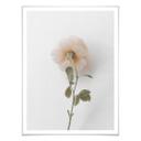 Plakat - Annie - The Rose