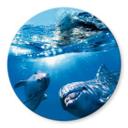 Plateau de table en verre rond - Dauphins sous l'eau