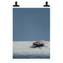 Póster Marrón - Mosca doméstica sobre azul