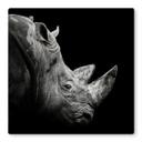 Tableau en verre Meermann - Le rhinocéros - Carré