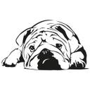 Engelsk Bulldog