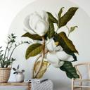 Fototapet - Rundt Ehret - Magnolia - vliesetapet/selvklæbende non-woven tapet