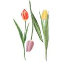 Muursticker Tulpen Trio Aquarel