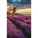 Fototapet - Lavendelblomster i Provence