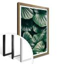 Póster - Jungla urbana - Alokasie Calidora
