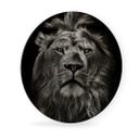 Tableau en Alu-Dibond Lion - Rond