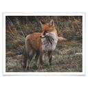 Póster - Fox 02