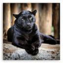 Canvasbillede, Sort panter