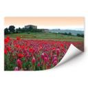 Poster autocollant - W - Champ de Fleurs en Toscane
