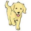 Golden Retriever Hvalp