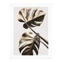 Póster 1X Studio - Golden Monstera