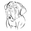 Dogue de bordeaux