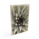 Billede af træ Agave 01