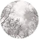 Fototapet - Rundt Cime degli alberi nel cielo - vliesetapet/selvklæbende non-woven tapet