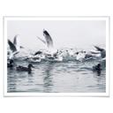 Póster gaviotas