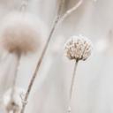 Fotomural Naturaleza Flores secas en tonos suaves - Annie