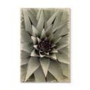 Billede af træ Agave 01