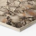 Hexagone - Bois Annie - Fleurs sauvages