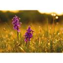 Fototapet - Blomster om morgenen
