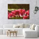 Canvasbillede, Blomstrende tulipaner