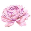 Sticker mural pivoine rose