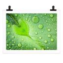 Póster - Corazón de gotas de agua sobre una hoja verde