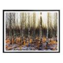 Póster Olsen - Sol en el bosque de abedules