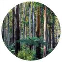 Vinilo decorativo Bosque de eucaliptos en Yarra Ranges - Colombo - Redondo