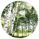 Fototapet - Rundt Sunshine Forest - vliesetapet/selvklæbende non-woven tapet