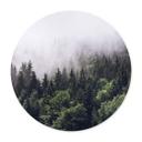 Plakat Foggy Forest