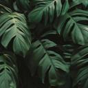 JungleLeaves jungle tapet i sort grøn - non-woven tapet Designwalls 2 - 2,55 x 3,5 m