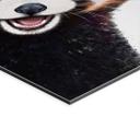 Vægmaleri Rød Panda - Korenkova – print på aluminium (Alu-Dibond)