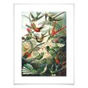 Póster Haeckel - Colibríes